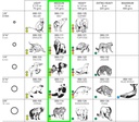 Gomas Elástico intraoral de látex  X 100 UNIDADES - Orthodontics