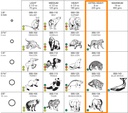 Gomas Elástico intraoral de látex  X 100 UNIDADES - Orthodontics
