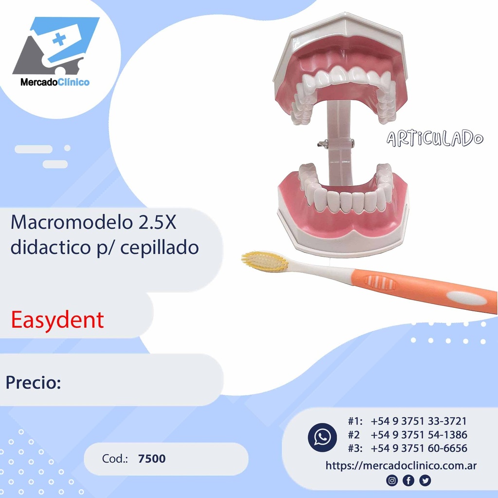 Macromodelo 2.5X didáctico p/ cepillado - Easydent